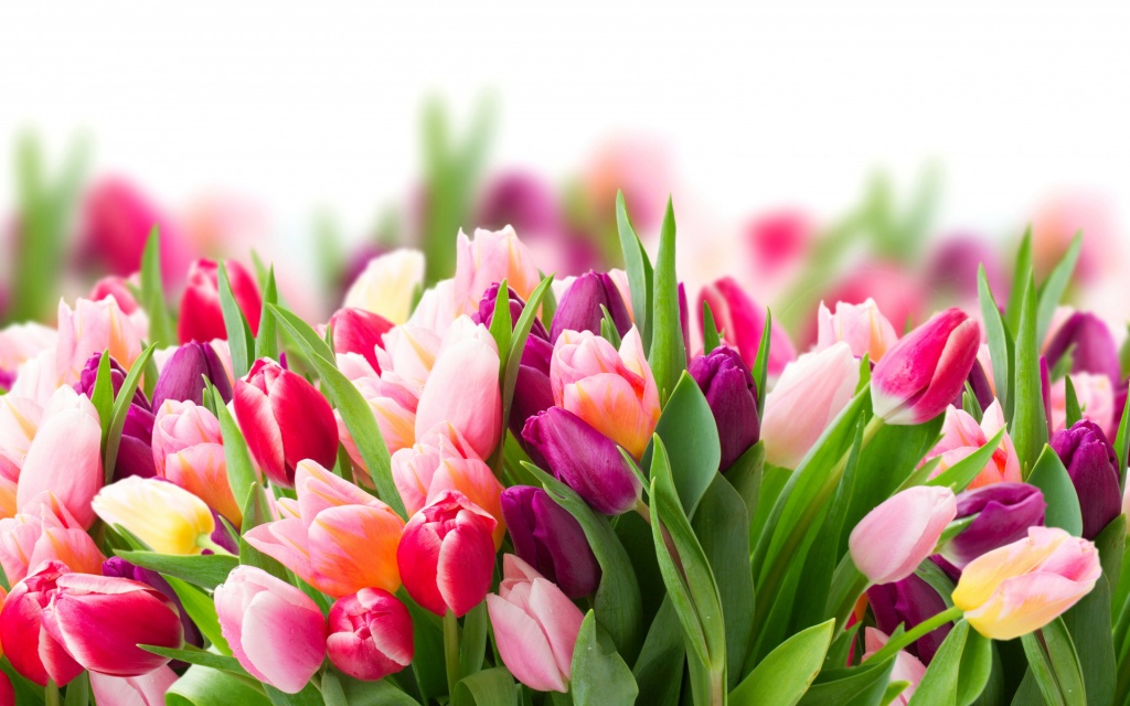 flowers-tulips-cvety-tyulpany-5637.jpg
